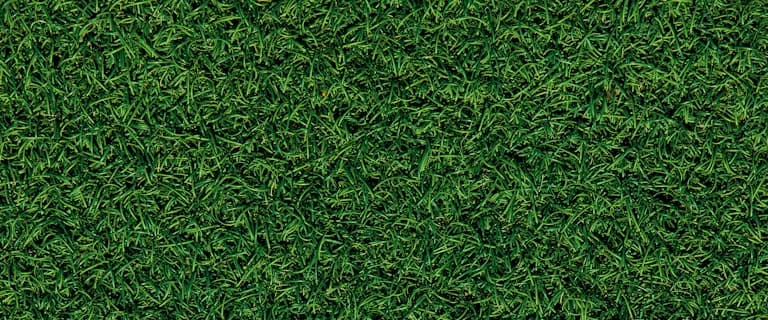 Fescue lawn close-up